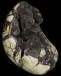 Polished Septarian Dragon Egg Geode #87102-2